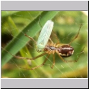 Cicadella viridis - Zwergzikade 02.jpg